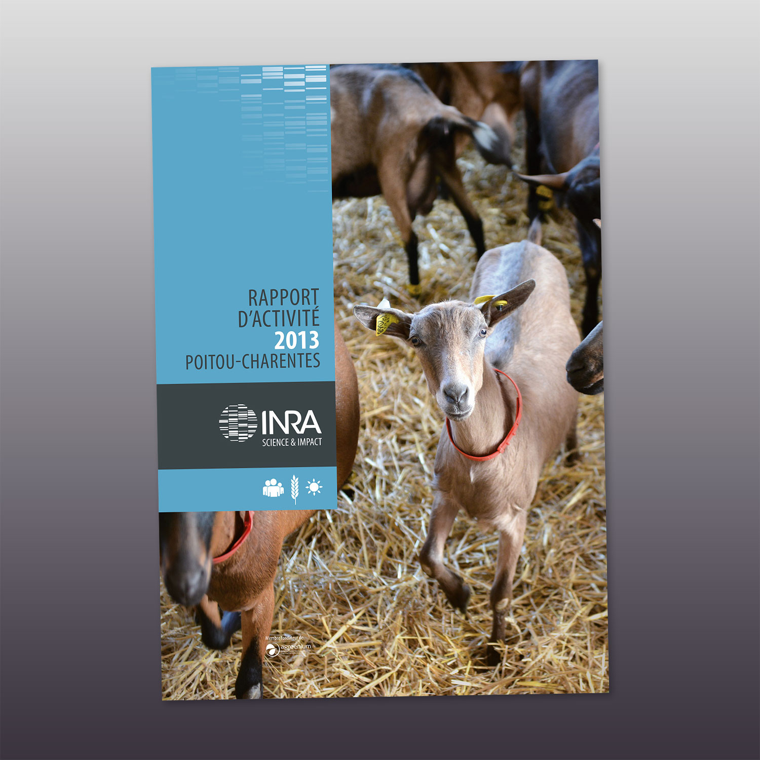 couverture du rapport d'activité 2013 de l'INRA Poitou-Charentes